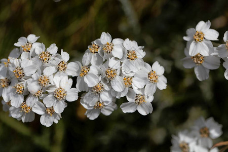 moschata的花朵图片