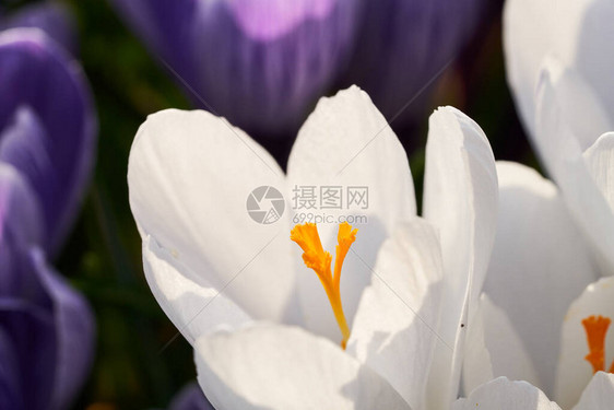 在春天阳光明媚的一天白花朵和橙色花纹春光时有图片