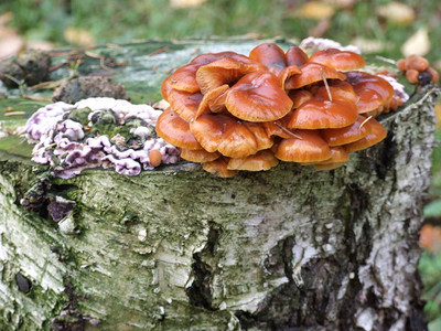 秋天桦树桩上的橙色蘑菇图片