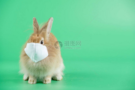 带面罩的棕色小兔子坐在绿色屏幕或背景上图片