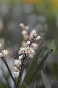 黑蒙多草花拉丁名OphiopogonplaniscapusNigr图片