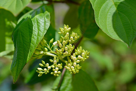 西伯利亚山茱萸拉丁名CornusalbaSi背景图片