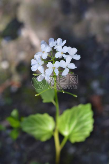 高加索pennycress白花拉丁名Thlaspimacrop图片