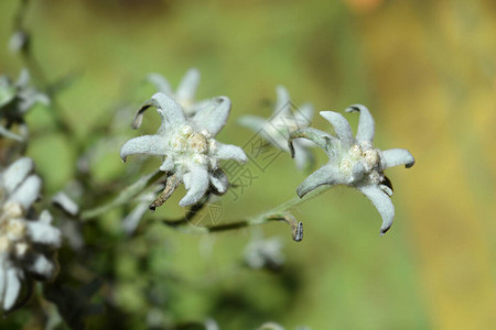 雪绒花拉丁名Leontopodium背景图片