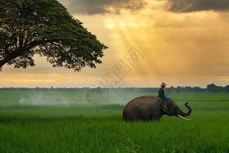 泰国麻胡和大象在日出风景中绿稻田的大图片