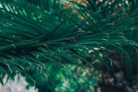 美丽的椰子树棕榈叶在大自然的绿色图片