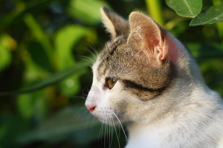 绿眼睛的猫和有趣的样子猫肖像图片