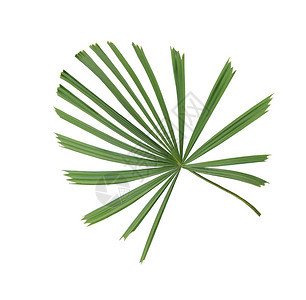 绿色棕榈叶形态风力图片