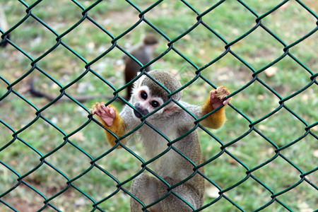 白脸蜘蛛猴图片_白脸蜘蛛猴素材_白脸蜘蛛猴高清图片_摄图网图片下载