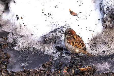 坐在肮脏的春雪中的麻雀鸟图片