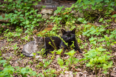 黑虎虾仁流浪小猫和黑母猫在夏天的破烂房背景