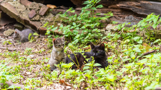 流浪小猫和黑母猫在夏天的破烂房图片
