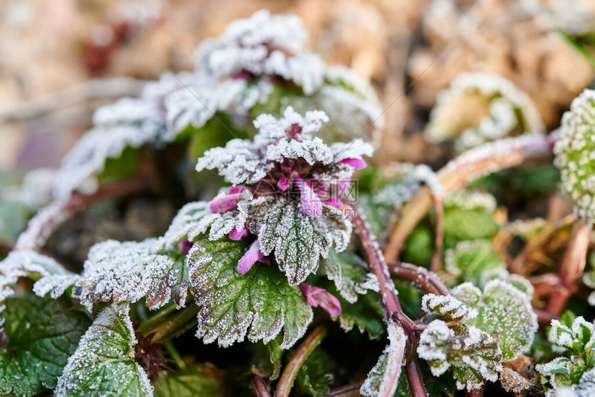 冷淡的植物绿叶冷冻绿色植物的背景图片