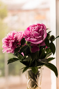 窗户上有一束明亮的粉红色牡丹美丽的大粉红色牡丹花束在花瓶的窗户图片