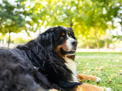 伯恩山犬的壮丽标本图片