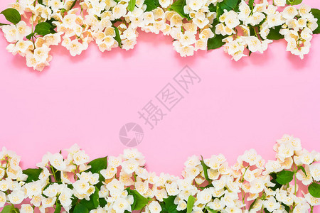Philadelphus或粉红色背景的模拟花朵边框复制空间图片