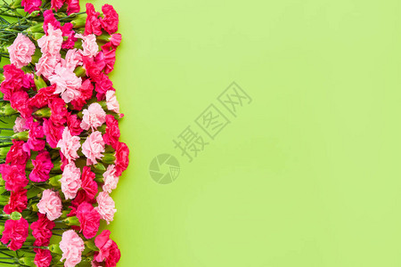绿色背景的粉红色康乃馨包母亲日情人节生日庆祝活动概念Tet复制空间背景图片