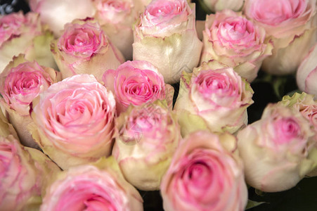 美丽的婚礼玫瑰花束图片