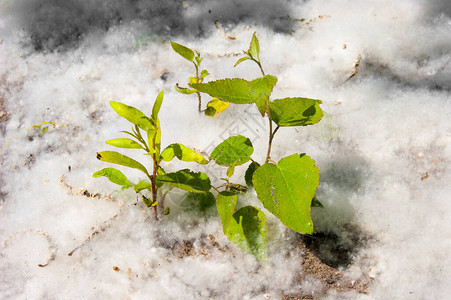 未来的杨树新的嫩芽从白杨绒毛中发芽图片