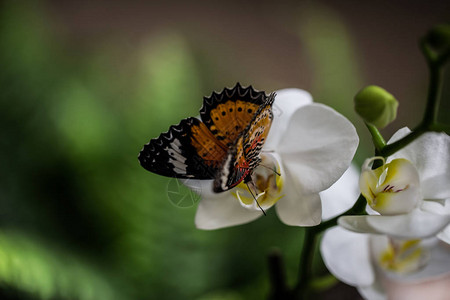 兰花上的热带蝴蝶图片