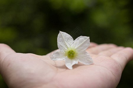 白花IvyGourd或Coccic图片