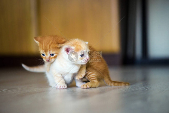 食肉猫动物图片