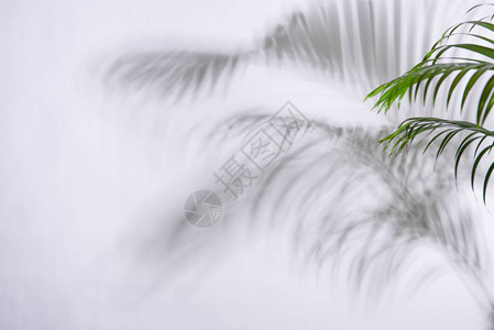 白色背景上的抽象棕榈叶和阴影反射图片