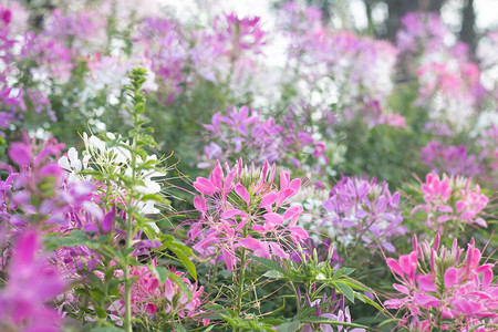 花园里的蜘蛛花Cleomehassslerian图片