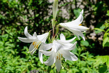 许多精致的百合或百合植物的大白花图片