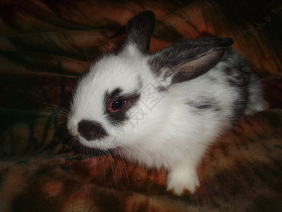 黑白兔子在厚实的羊毛毯子上放松图片