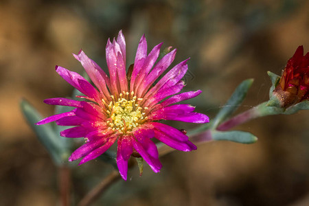 Lampranthusbrownii植物的花图片