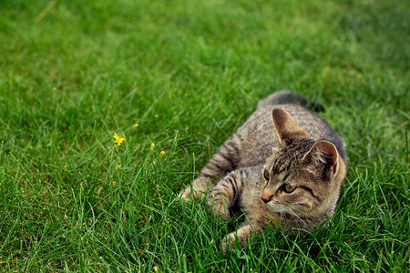 小猫躺在草地上图片