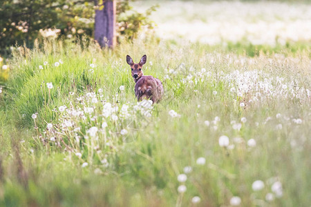 獐鹿在蒲公英的草地上图片