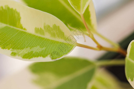 植物作为家居装饰图片