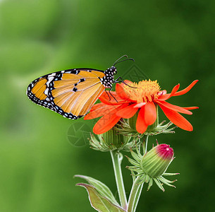 以橙色野花为食的非洲帝王蝶背景图片