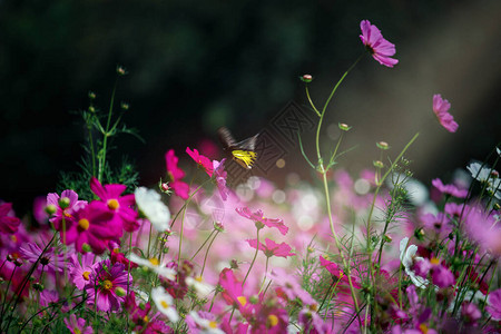 粉红色的波斯菊花盛开的波斯菊花田背景图片