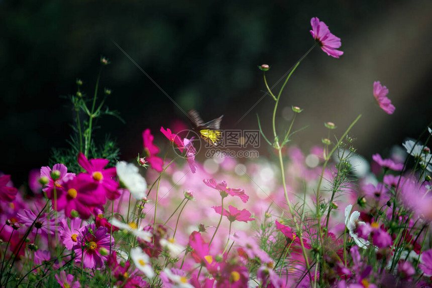 粉红色的波斯菊花盛开的波斯菊花田图片