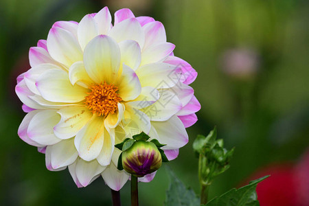 花园里粉红色和白色大丽花的特写背景图片