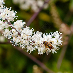 蜜蜂在黑花Cimicifugarimos图片