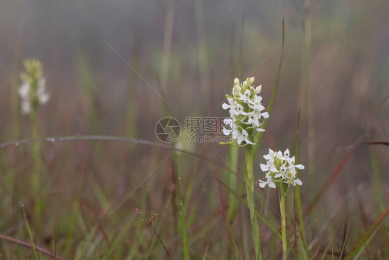 绿色森林自然背景的白日LilyFlowerLilyF图片