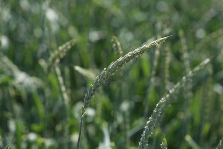 在绿色领域的小麦穗图片
