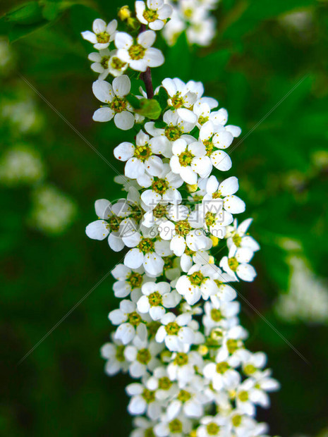 花园里开着小白花的绣线菊灌木图片