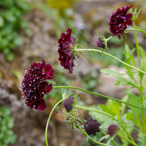 自然背景的Scabiosa图片