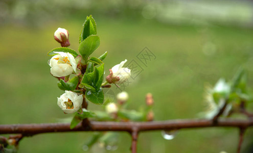 树上的白樱花芽图片