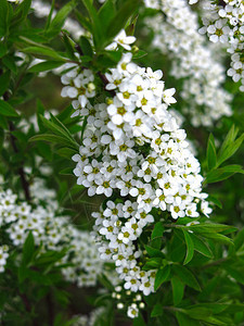花园里开着小白花的绣线菊灌木图片
