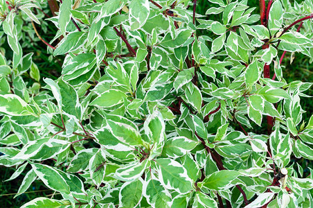 白绿叶Euonymus图片