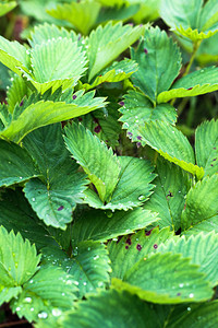 草莓叶的绿色自然背景图片