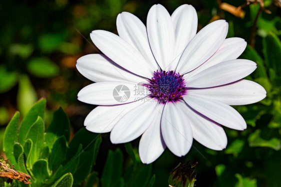 一朵白色花瓣和紫色花蕾的花微距照片图片