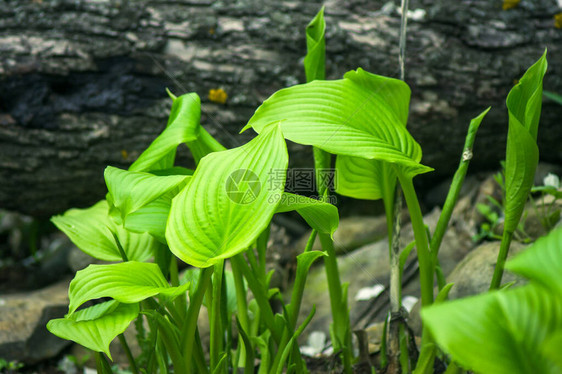 春天户外花园里的寄主植物叶子图片