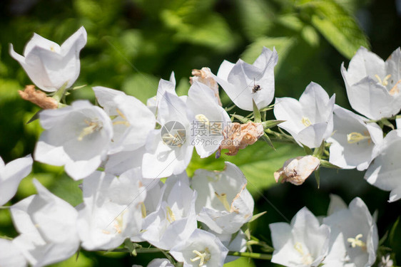 花朵中的白铃和花园里的昆虫图片